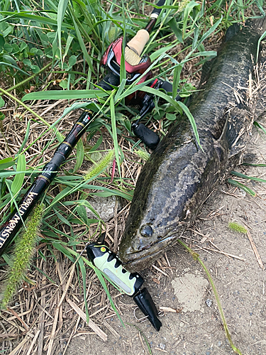 ライギョの釣果