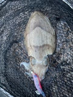モンゴウイカの釣果