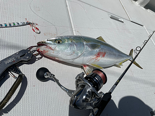 イナダの釣果