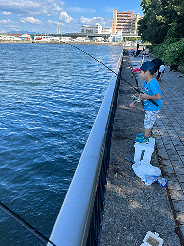 グレの釣果