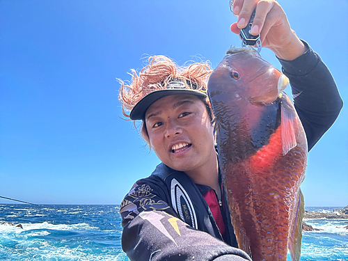 イラの釣果