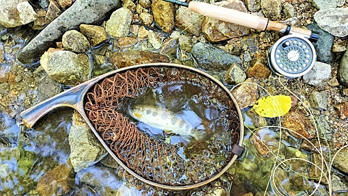 アマゴの釣果