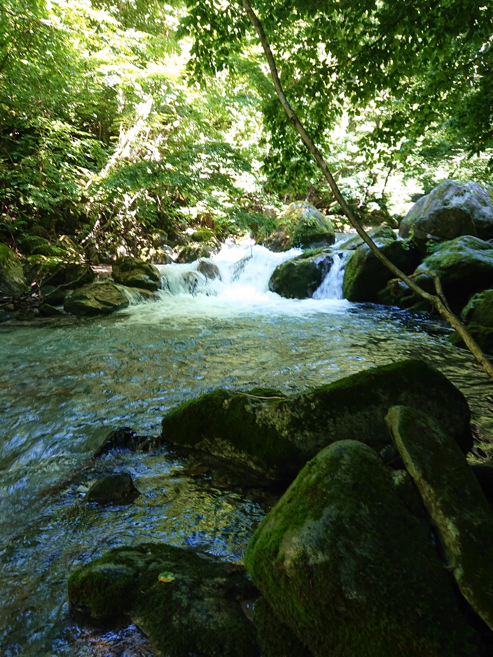 イワナ