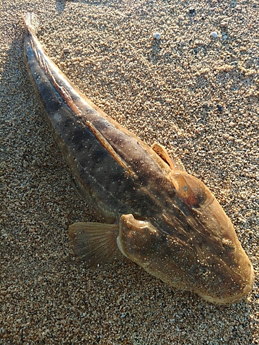 マゴチの釣果