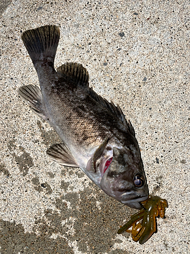 クロソイの釣果