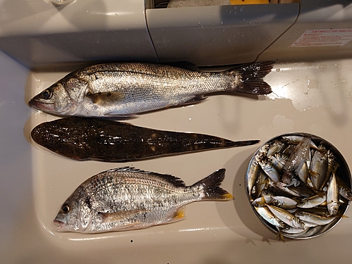 シーバスの釣果