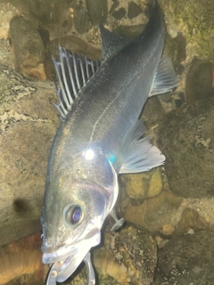 スズキの釣果