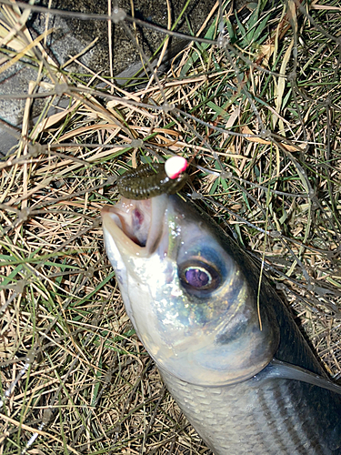 ボラの釣果