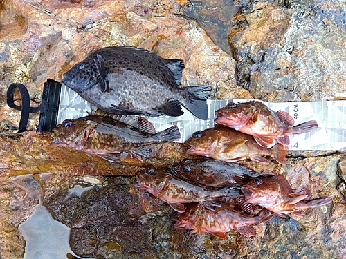 カサゴの釣果