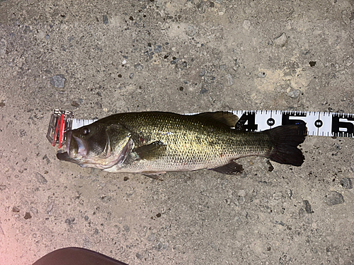 ブラックバスの釣果