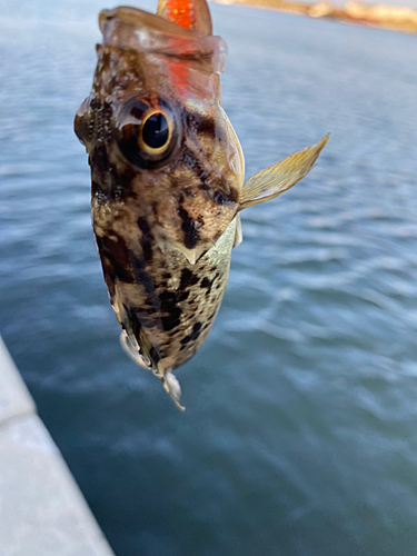 ソイの釣果