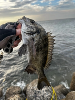 チヌの釣果