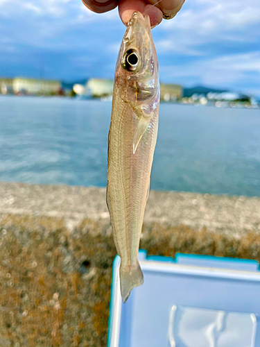 キスの釣果