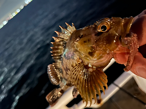 カサゴの釣果