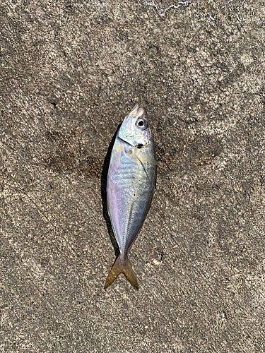 マアジの釣果