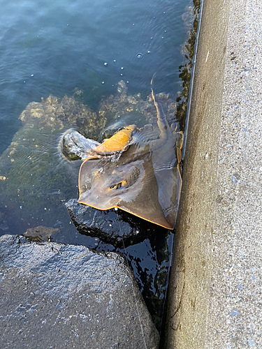 エイの釣果