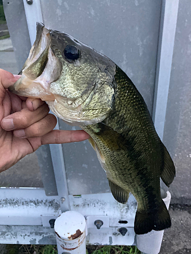 ラージマウスバスの釣果