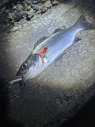 セイゴ（ヒラスズキ）の釣果