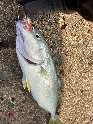 イナダの釣果