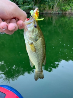 ブラックバスの釣果