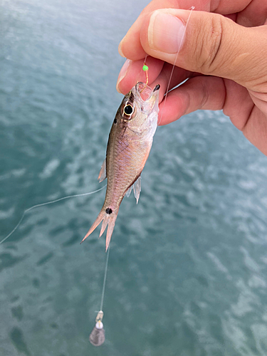 ネンブツダイの釣果