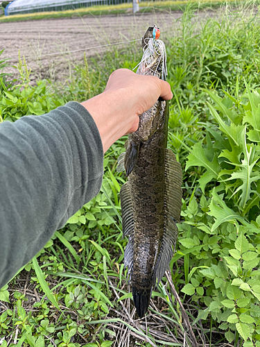 ライギョの釣果