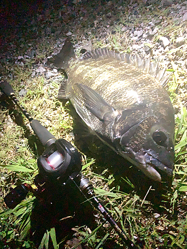 クロダイの釣果