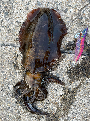 アオリイカの釣果