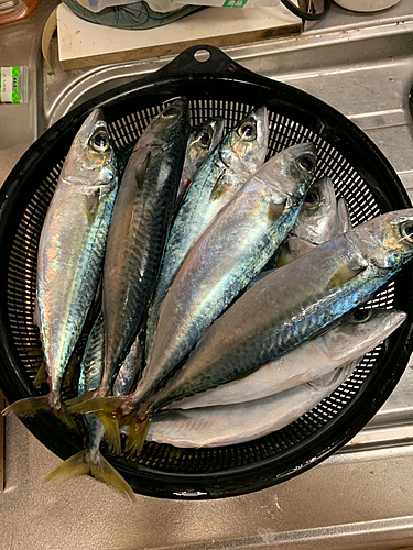 サバの釣果