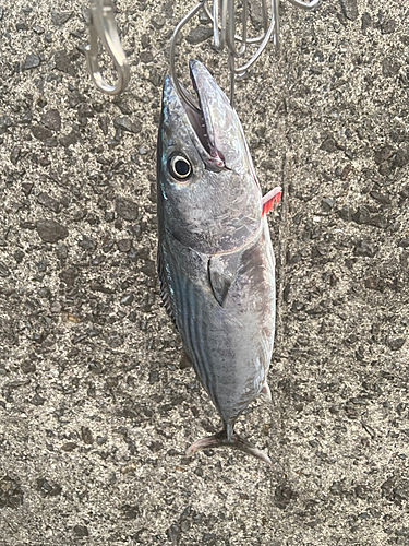 ハガツオの釣果