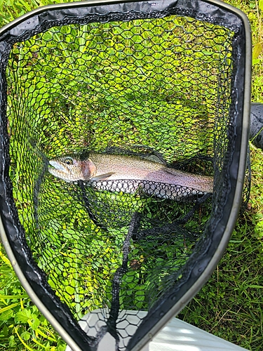 トラウトの釣果