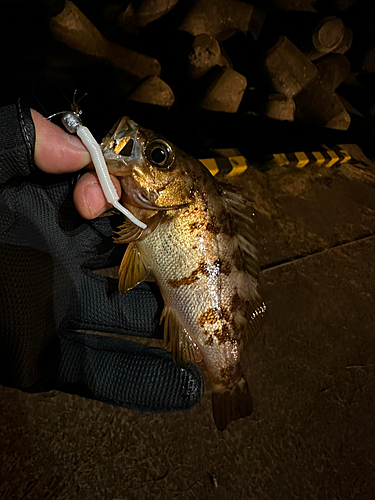 メバルの釣果