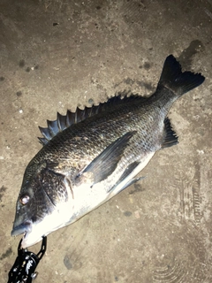 クロダイの釣果