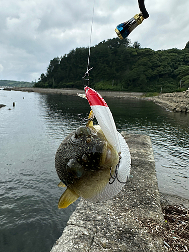 釣果