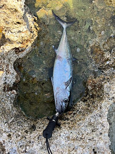 イソマグロの釣果
