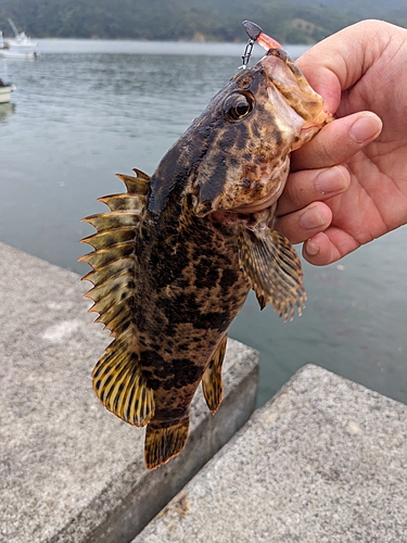 タケノコメバルの釣果