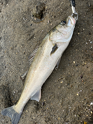 スズキの釣果