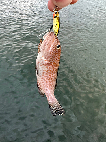 オオモンハタの釣果