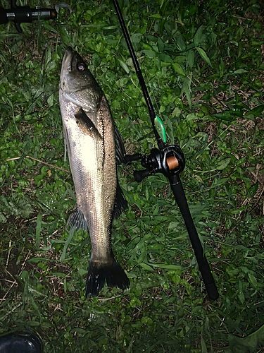 シーバスの釣果