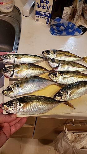 アジの釣果