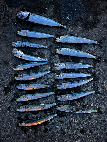 マイワシの釣果