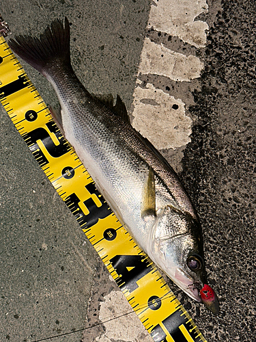 シーバスの釣果