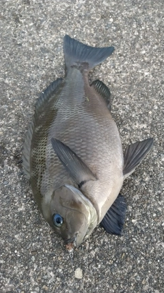 メジナの釣果