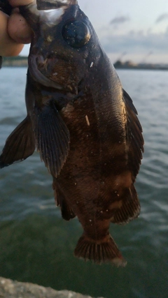 クロメバルの釣果