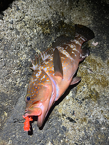 アコウの釣果