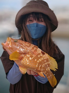 アコウの釣果