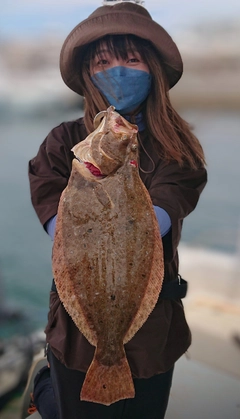 ヒラメの釣果