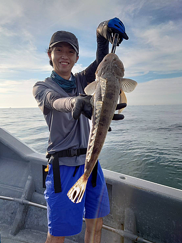 マゴチの釣果