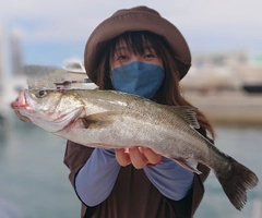 スズキの釣果