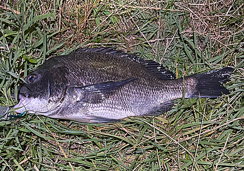 クロダイの釣果